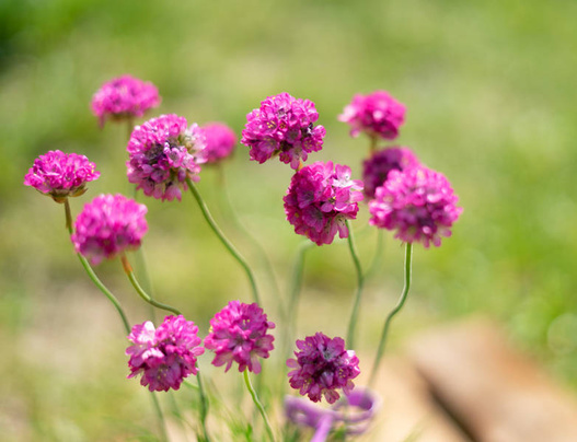 Zawciąg nadmorski (Armeria maritima) różowy biały