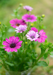 Stokrotka Afrykańska (Osteospermum ecklonis)