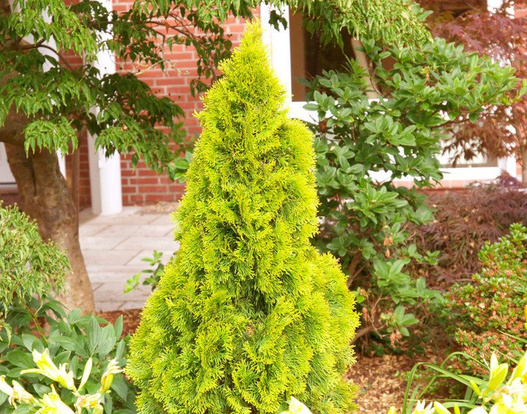 Thuja Janed Gold - sadzonka