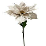 Kwiat BIG Gwiazda betlejemska kremowa 135cm