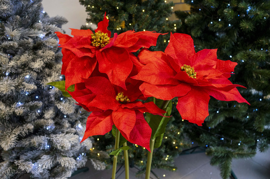 Kwiat BIG Gwiazda betlejemska czerwona 125cm