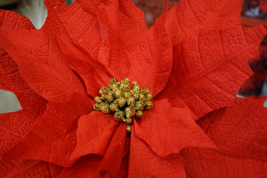 Kwiat BIG Gwiazda betlejemska czerwona 125cm