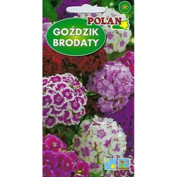 Nasiona Goździk Brodaty 2g