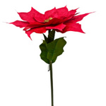 Kwiat BIG Gwiazda betlejemska czerwona 135cm