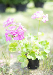 Pelargonia w różnych kolorach wysoka grządka