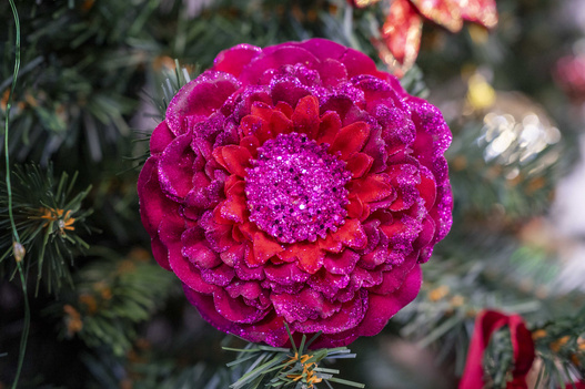 Kwiat na klipsie Cynia czerwono fioletowy 10cm