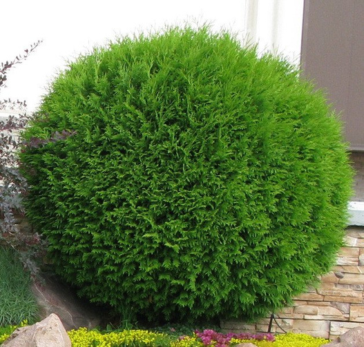 Thuja Globosa 35-45 cm