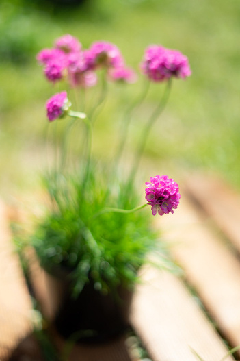 Zawciąg nadmorski (Armeria maritima) różowy biały