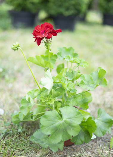 Pelargonia w różnych kolorach wysoka grządka