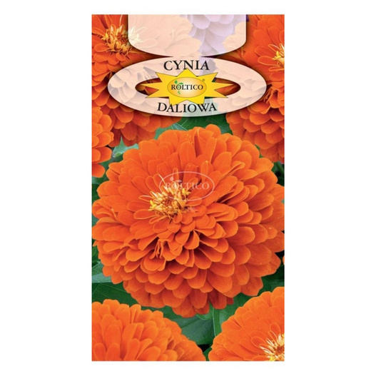 Nasiona cynia daliowa pomarańczowa 1g