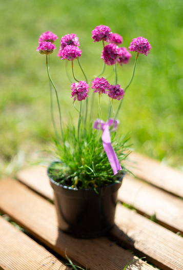 Zawciąg nadmorski (Armeria maritima) różowy biały