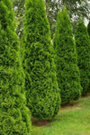 Thuja Smaragd 40-50 cm