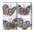 Motyl na klipsie 8 sztuk brązowo-niebieskie białe kropki 7-8cm w pudełku
