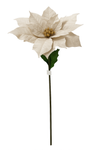 Kwiat BIG Gwiazda betlejemska kremowa 135cm