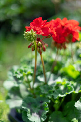 Pelargonia w różnych kolorach wysoka grządka