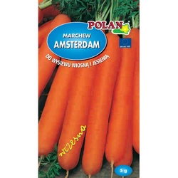 Nasiona Marchew Jadalna Amsterdam 5g