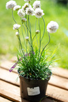 Zawciąg nadmorski (Armeria maritima) różowy biały