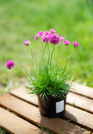 Zawciąg nadmorski (Armeria maritima) różowy biały