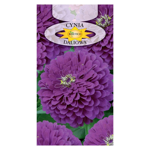 Nasiona cynia daliowa fioletowa 1g