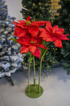 Kwiat BIG Gwiazda betlejemska czerwona 125cm