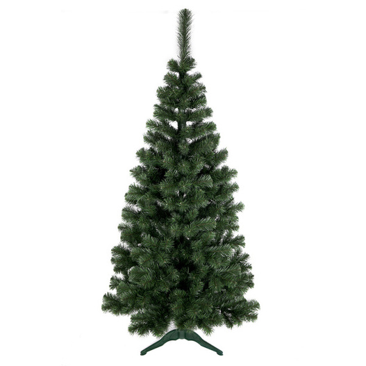 Choinka Sosna Baltica 250 cm