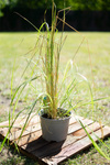 Trzcinnik ostrokwiatowy 'Overdam' Calamagrostis 