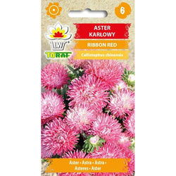 Nasiona Aster Karłowy Ribbon Red 0,5g