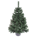 Choinka Świerk Montana w donicy 110cm