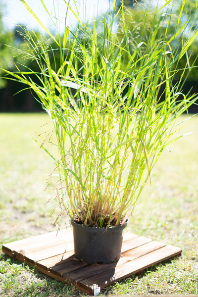 Trawa proso rózgowate Squaw Panicum virgatum Squaw | ABUD - materiały ...